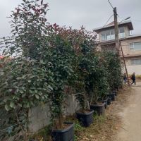 فتونیا گیاه سه رنگ
اجرای فضای سبز کرج