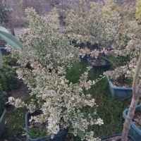 ورنیا سفید پیوندی طراحی فضا سبز تهران