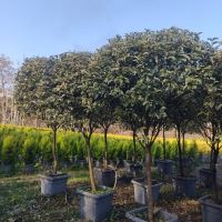 لگسترون طراحی فضای سبز در کرج