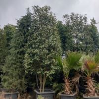 فتونیا جعبه ۸۰ اجرای فضای سبز در تهران