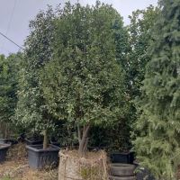 برگ بو جرثقیلی اجرای فضای سبز کرج