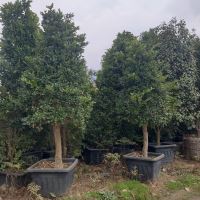 یاس هلندی جعبه ۸۰ طراحی و اجرای فضای سبز در کرج