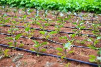 اجرای سیستم آبیاری در تهران