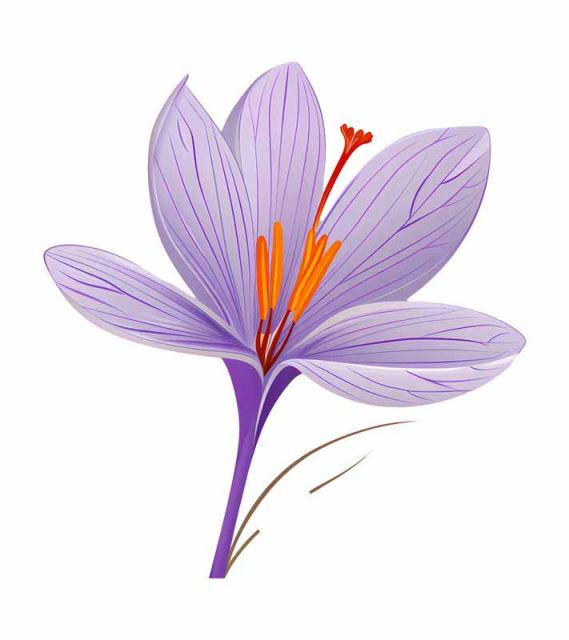 فروش عمده زعفران با کیفیت در تهران 