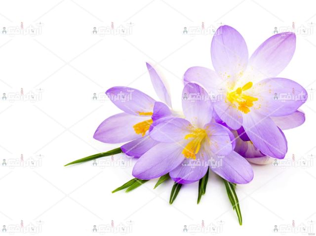 فروش عمده زعفران با کیفیت در تهران 