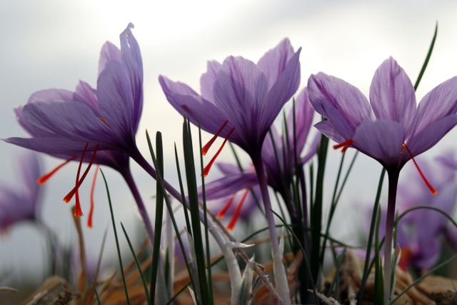 بزرگترین مرکز فروش زعفران در تهران 