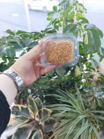 سبزیجات تربچه+