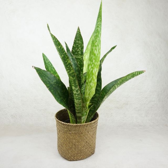 اجرای فضای سبز در دماوند