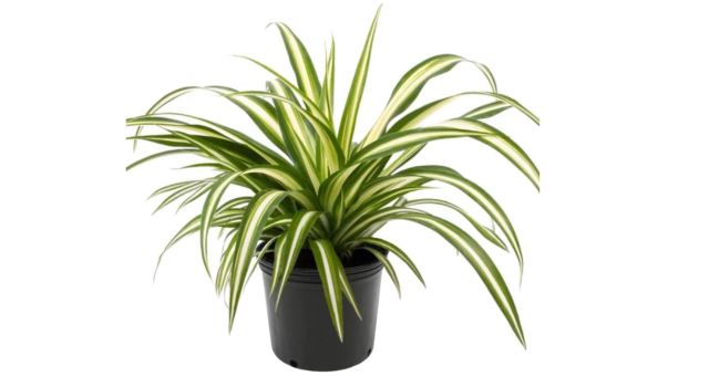 اجرای فضای سبز در دماوند