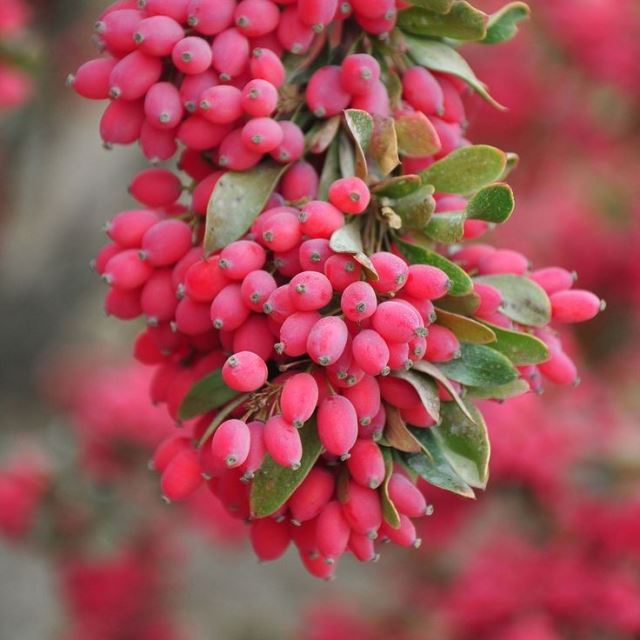 شراء الزعفران عبر الإنترنت 