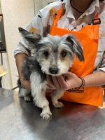 کلینیک دامپزشکی نگاه در مشهد