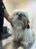 کلینیک دامپزشکی نگاه در مشهد