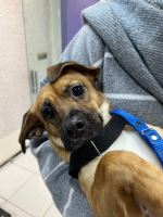 کلینیک دامپزشکی نگاه در مشهد