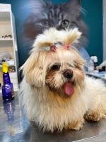 کلینیک دامپزشکی نگاه در مشهد