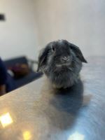 کلینیک دامپزشکی نگاه در مشهد