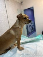 کلینیک دامپزشکی نگاه در مشهد