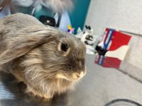 کلینیک دامپزشکی نگاه در مشهد