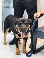 کلینیک دامپزشکی نگاه در مشهد