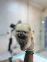 کلینیک دامپزشکی نگاه در مشهد