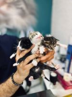 کلینیک دامپزشکی نگاه در مشهد