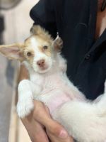 کلینیک دامپزشکی نگاه در مشهد