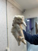 کلینیک دامپزشکی نگاه در مشهد