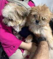 کلینیک دامپزشکی نگاه در مشهد