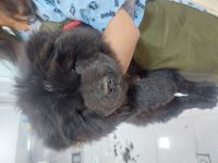 کلینیک دامپزشکی نگاه در مشهد