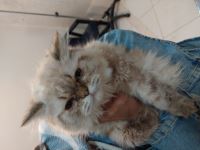 کلینیک دامپزشکی نگاه در مشهد