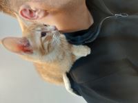 کلینیک دامپزشکی نگاه در مشهد