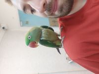 کلینیک دامپزشکی نگاه در مشهد