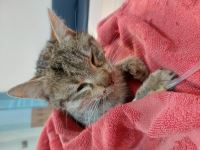 کلینیک دامپزشکی نگاه در مشهد