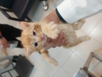 کلینیک دامپزشکی نگاه در مشهد