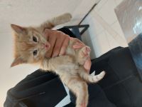 کلینیک دامپزشکی نگاه در مشهد