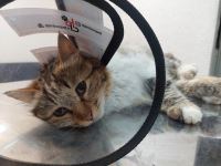 کلینیک دامپزشکی نگاه در مشهد