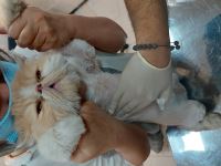 کلینیک دامپزشکی نگاه در مشهد