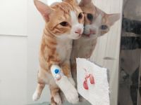 کلینیک دامپزشکی نگاه در مشهد