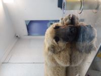 کلینیک دامپزشکی نگاه در مشهد