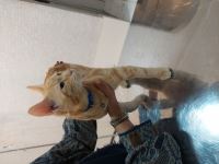 کلینیک دامپزشکی نگاه در مشهد