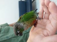 کلینیک دامپزشکی نگاه در مشهد