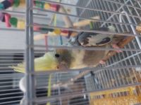 کلینیک دامپزشکی نگاه در مشهد