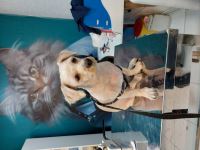 کلینیک دامپزشکی نگاه در مشهد