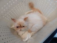 کلینیک دامپزشکی نگاه در مشهد