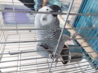 کلینیک دامپزشکی نگاه در مشهد