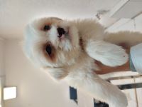 کلینیک دامپزشکی نگاه در مشهد