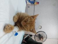 کلینیک دامپزشکی نگاه در مشهد