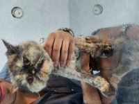 کلینیک دامپزشکی نگاه در مشهد