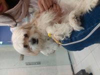 کلینیک دامپزشکی نگاه در مشهد