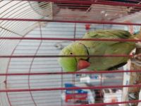 کلینیک دامپزشکی نگاه در مشهد