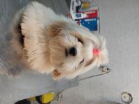 کلینیک دامپزشکی نگاه در مشهد